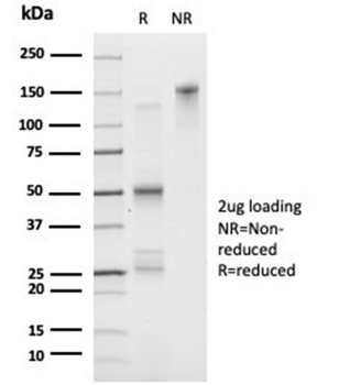 FOXL1 Antibody