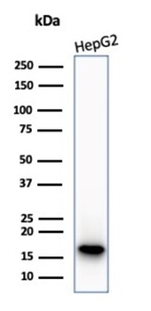 CDKN2A Antibody