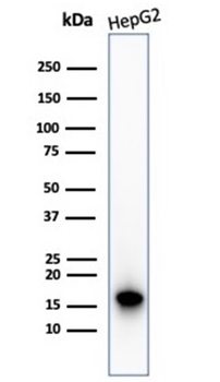 CDKN2A Antibody