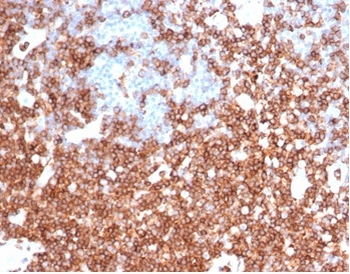 SPN Antibody