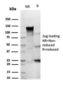 SPN Antibody