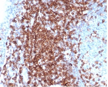 SPN Antibody