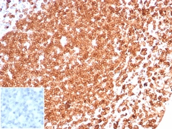 CD74 Antibody