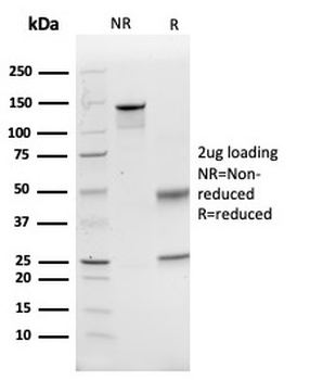 CD74 Antibody
