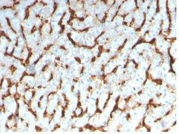 APOD Antibody