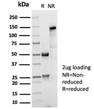CR1 Antibody