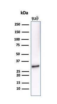 Recombinant CD20 / MS4A1 (B-Cell Marker) Antibody