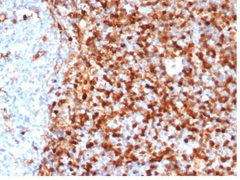 ANXA1 Antibody