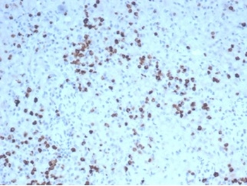 GZMB Antibody
