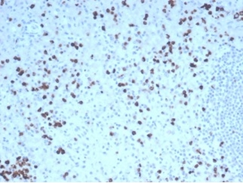 GZMB Antibody