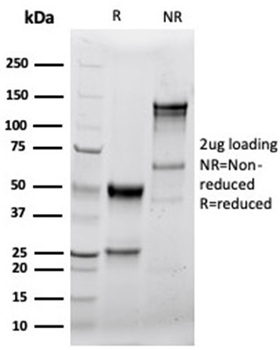GZMB Antibody
