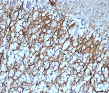 GFAP Antibody