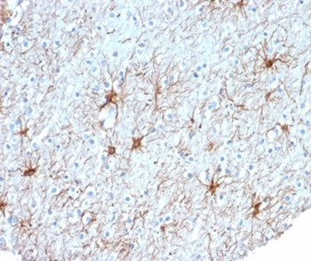 GFAP Antibody