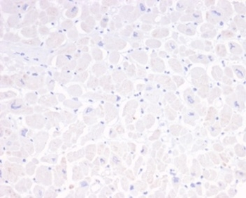 GFAP Antibody
