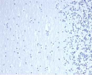 GATA3 Antibody