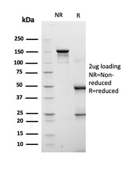 FABP4 Antibody