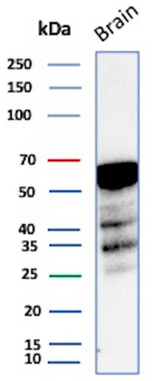ALDH1A1 Antibody