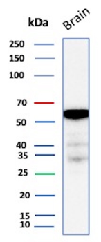 ALDH1A1 Antibody