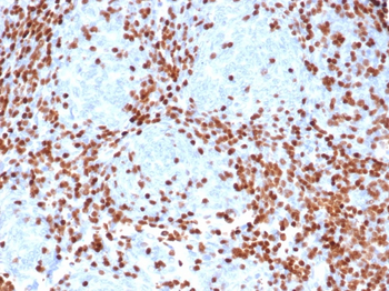 DNTT Antibody