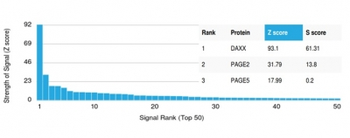DAXX (Transcriptional Corepressor) Antibody