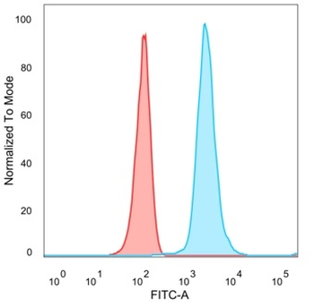 DAXX (Transcriptional Corepressor) Antibody