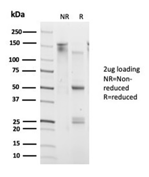 DAXX (Transcriptional Corepressor) Antibody