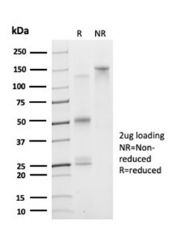 DAXX Antibody