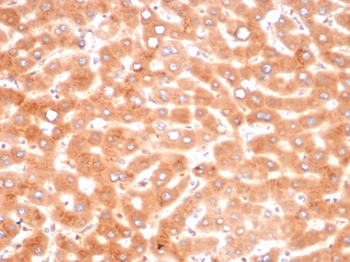 SERPINA3 Antibody