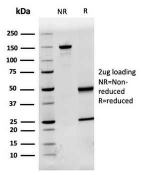 AHSG Antibody