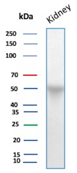 AHSG Antibody