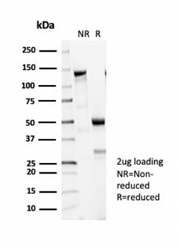 TUBB3 Antibody