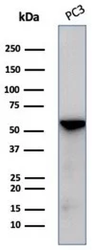 TUBB3 Antibody