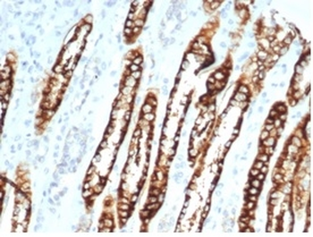 CDH16 Antibody