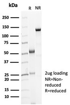 CDH16 Antibody