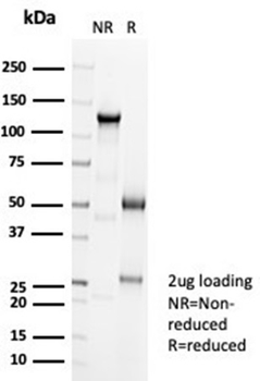 CDH16 Antibody