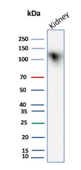 CDH16 Antibody