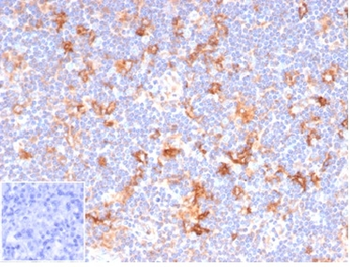 Recombinant CD86 (Dendritic Cells Maturation Marker) Antibody