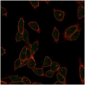 ZC3H7A Antibody