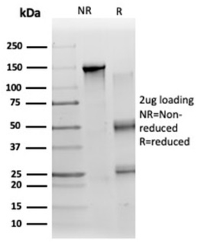 ZC3H7A Antibody