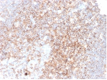 CD48 Antibody