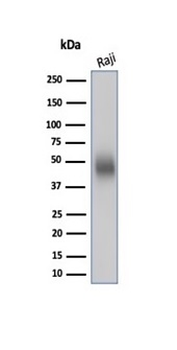CD48 Antibody
