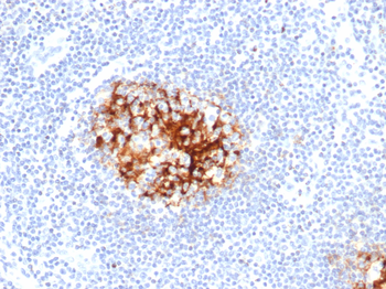 FCER2 Antibody