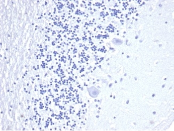 CD3E Antibody