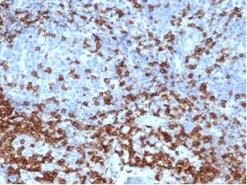 CD3E Antibody