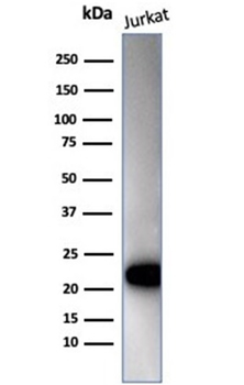 CD3E Antibody