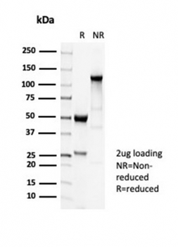TUBB3 Antibody