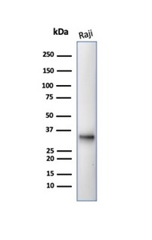CD20 / MS4A1 (B-Cell Marker) Antibody