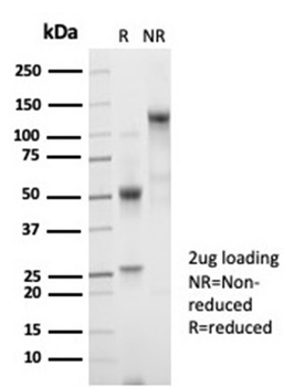 B2M Antibody
