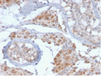 GCSAM Antibody