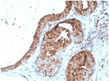 LTF Antibody
